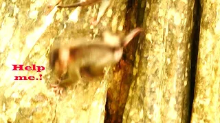 Oh god help ! Animal little baby monkey almost death while he careless falling down from the tree
