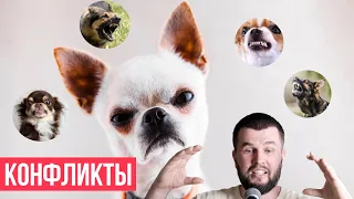 Территория конфликтов собачника