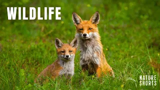 🔴 Amazing Wildlife Collection - Peaceful Relaxing Music - 4k Ultra HD