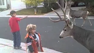 these bucks are too tame