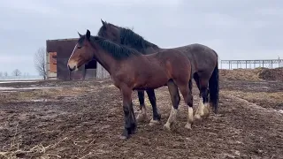 Владимирская кобылка на продажу