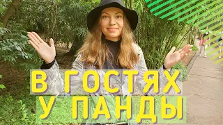 Панда парк в Китае | Как живут панды в самом большом заповеднике в мире? | Большие и красные панды