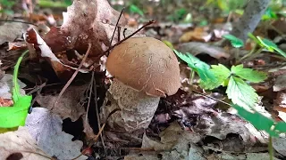 Сбор грибов в середине сентября ! По грибы !