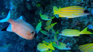 🌊✨ Magic Unveiled: Exploring HP Reef's Underwater Wonderland 🌊🐟 @PADI @GoPro  #maldives #travel