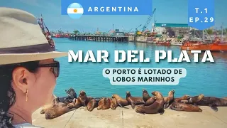 [MAR DEL PLATA] 🦭É Verão! Como é a praia mais visitada da Argentina?