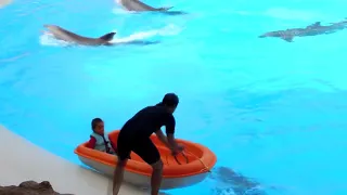 Les Dauphins   Loro Parque 2014 720p