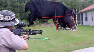 Suburban hog hunting with a crossbow | Pig Control