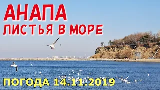 #АНАПА. ПОГОДА 14.11.2019. ЛИСТЬЯ В МОРЕ. ПЛЯЖ МАЛАЯ БУХТА. Набережная Высокий берег. Чайки и кошки.