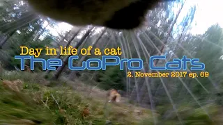 Cat with GoPro : chasing a fox away : Ep 69