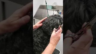 Grooming Tips for Portuguese Water Dog - Ears