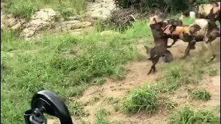 Wild dogs rip apart a warthog