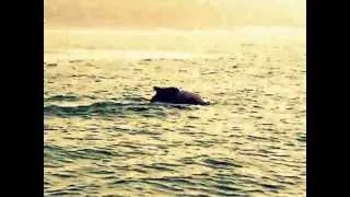 Dolphins In Open Sea - Goa