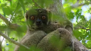 Мадагаскар — Многогранная земля (Green Paradise)