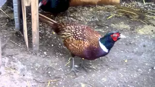 румынский и охотничий фазан