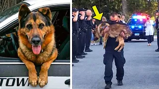 Police Dog Heard Cop Crying For Help & Saved His Life. What Happened Next Will Make You Cry!