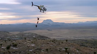 Return of the Desert Bighorn