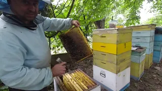 ЗОЛОТАРНИК, КАРНІКА НА ПІЗНІХ ВЗЯТКАХ.