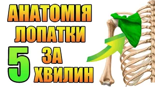 лопатка анатомія