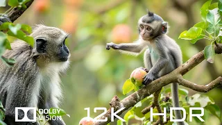 Dolby Vision 12K HDR 120fps - Natural Animals And Relaxing Piano Music