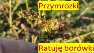 Przymrozki - zabezpieczam borówki