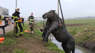 Uitgeput paard uit sloot getakeld bij Velddriel