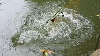 wow!!! Sri Lankan 🇱🇰 fishing traditional net fishing video