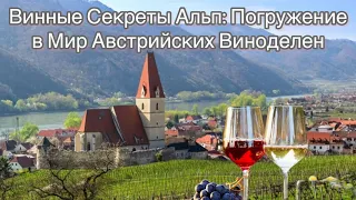 Глоток Австрии: путешествие по австрийским винодельням🍇#вена #австрия #виноделие#путешествия