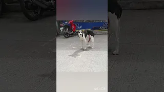 Dog Penis didn't Back Normal #shorts #animals #dog #dogs