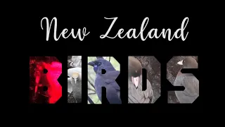 New Zealand Birds