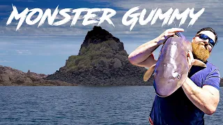 WesternPort Bay - Monster Gummy - Pyramid Rocks