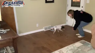 Zoey | 14 Month Old Toy Fox Terrier | Best Dog Trainer Cleveland, Ohio |