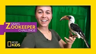 Hip Hoppin' Hornbills | Sam's Zookeeper Challenge