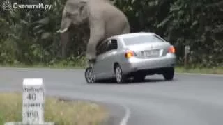 Слон раздавил авто жесть hd 720p