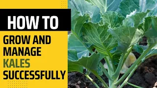 A super new way of Kales (sukuma wiki) farming 2023  #farminginkenya #farming #kalesfarming