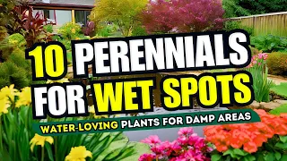 😱 Top 10 Perennial Plants for WET SPOTS 💦 Water-Loving Plants for DAMP Areas in Your Garden! 👀