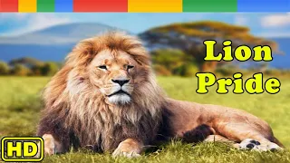 [Nat Geo Wild] Lion Pride 2021 on Zambia's Luangwa Valley - Animals Documentary Nature HD