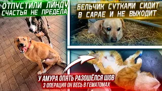 Амур покусанный собаками🥺 3 операция, оставила на стационар. Кастрируем котов.Бельчик не выходит😱