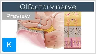 Olfactory nerve: location and path (preview) - Human Anatomy | Kenhub