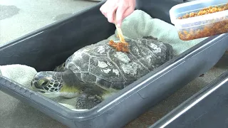 Rescued Turtles Get Sweet Healing Treatment From Honey Bees