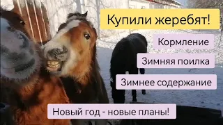 Коневодство с ноля. Зимнее содержание, кормление и поилка.