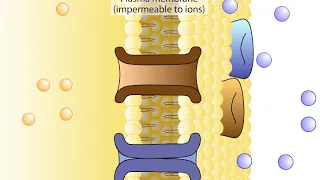 The Resting Membrane potential
