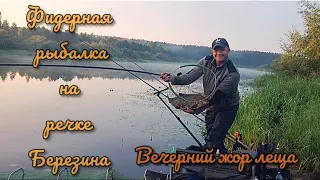 Ловля леща на реке Березина. Фидерная рыбалка на реке. Березина раздает 😁😉