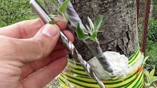 Grafting a tree with a drill