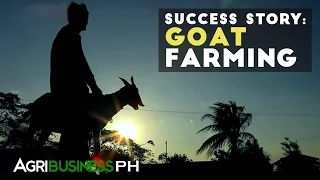 Goat Farming : Goat Farming Success Story | Agribusiness Philippines