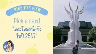 Pick a card สละโสดหรือยังในปี 2567