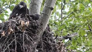 BALD EAGLE FAMILY 2022: RIP TEAR AND DEVOUR