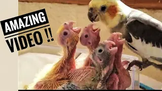 How Mother Cockatiel Feeds Baby Cockatiels 🐣 || Feeding Cockatiel Chicks || Mouth feeding Chicks
