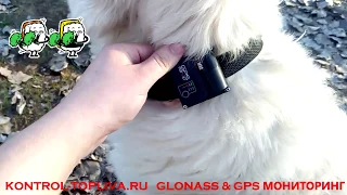 Убежала собака как быстро найти собаку GPS маяк ГЛОНАСС мониторинг животных