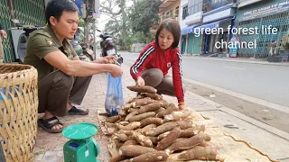 Robert's cassava is delicious. City people love it. Green forest life (ep248)