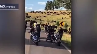 Bison protects it young. Woman loses pants.